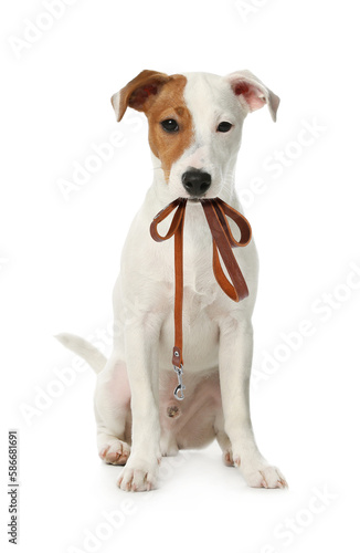 Cute Jack Russell Terrier holding leash in mouth on white background