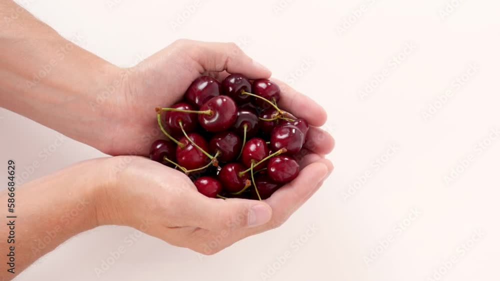 Close-up of male hands holding handfuls of ripe delicious wild cherries on the white background. Concept of healthy food, fruit, vitamins. Close-up of male hands holding handfuls of ripe delicious wild cherries on the white background. Concept of healthy food, fruit, vitamins.