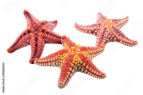 a GROUP OF isolated purple  orange starfish  ocean-themed photorealistic illustration on a transparent background cutout in PNG  GENERATIVE AI
