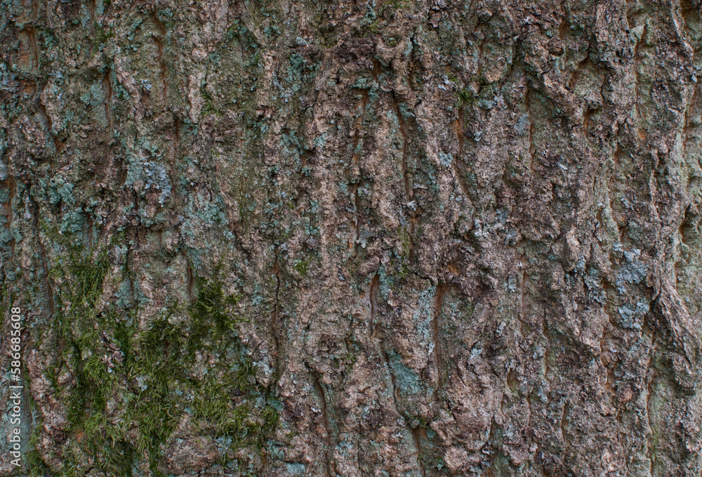 angiosperms, bark, botany, deciduous, deciduous tree, eudicots, fagaceae, fagales, plant