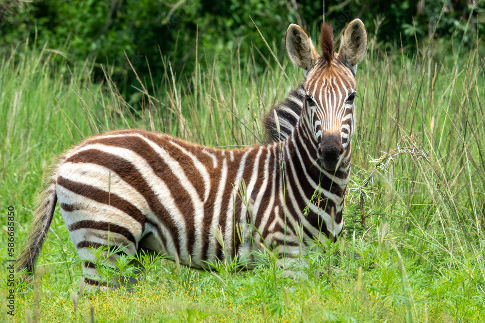Interested Plains Zebra foal. A zebra foal stares intently at the photographer, We discovered, by accident, that certain plains game especially zebra, some antelope and rhinos like classical music. Interested Plains Zebra foal. A zebra foal stares intently at the photographer, We discovered, by accident, that certain plains game especially zebra, some antelope and rhinos like classical music.