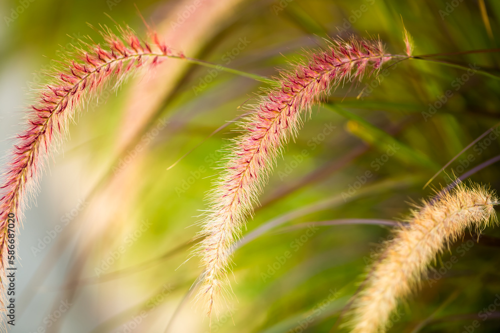 Reed flowers