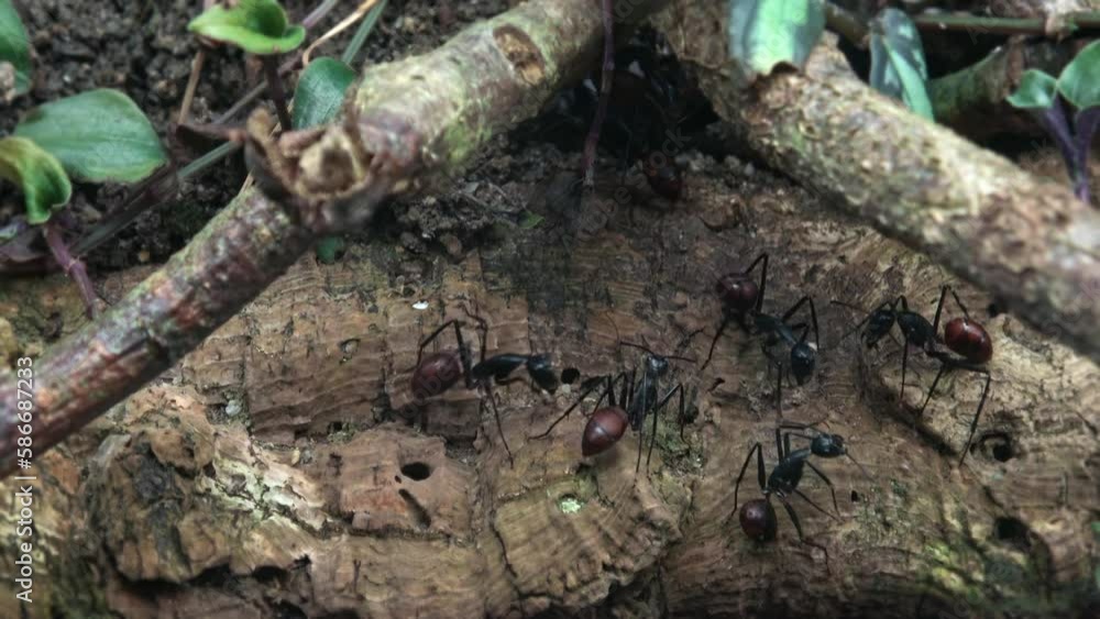 Giant forest ant, Dinomyrmex gigas Giant forest ant, Dinomyrmex gigas
