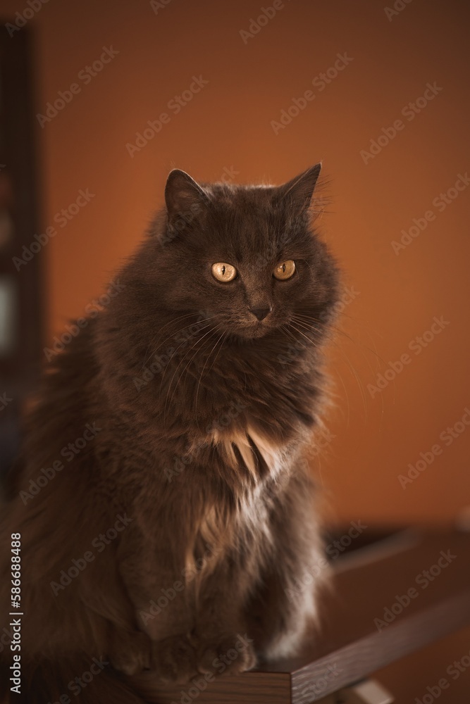 Curios domestic grey cat is sitting on the desk with a computer screen behind it. Working remotely at home with pets around. Concept of hybrid work Curios domestic grey cat is sitting on the desk with a computer screen behind it. Working remotely at home with pets around. Concept of hybrid work