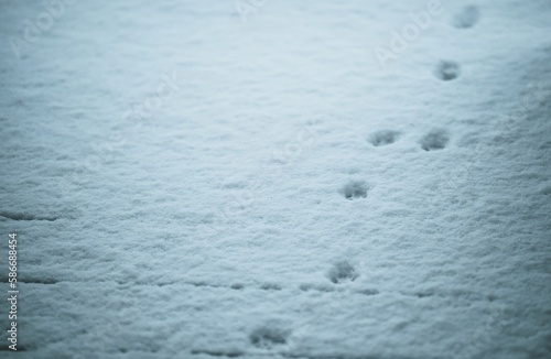 animal tracks on fresh snow