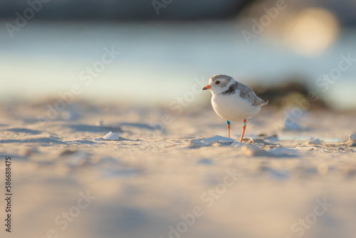 bird on the beach