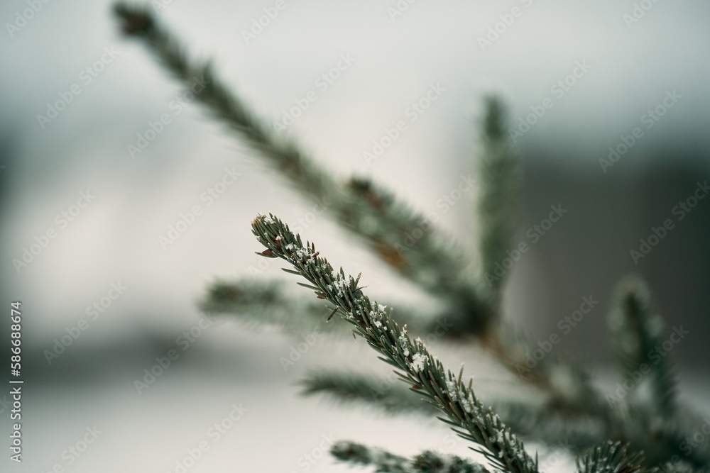 Pine branch covered with snow. Evergreen tree in winter.