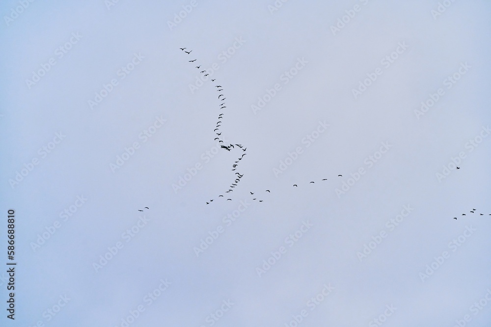 a flock of birds isolated on the sky a flock of birds isolated on the sky