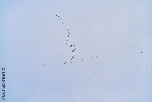 a flock of birds isolated on the sky