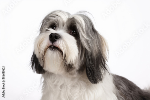 Lowchen Dog On White Background. Generative AI