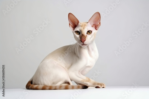 Oriental Shorthair Cat On White Background with copy space. Generative AI