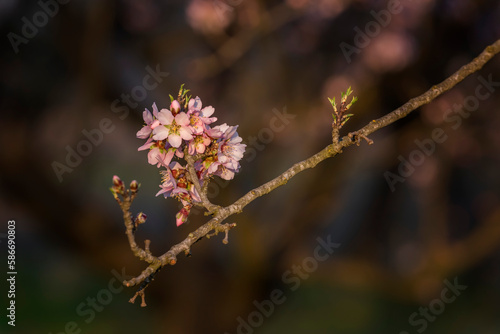 Branches of blossoming cherry macro with soft focus on gentle light blue sky background in sunlight with copy space.