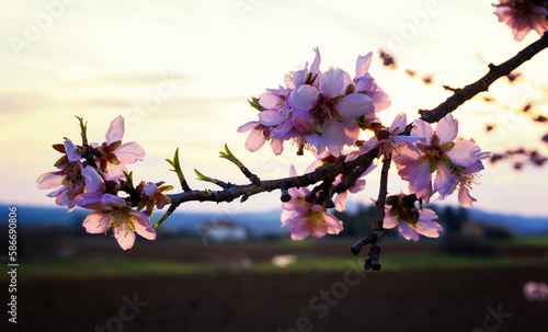 Branches of blossoming cherry macro with soft focus on gentle light blue sky background in sunlight with copy space.