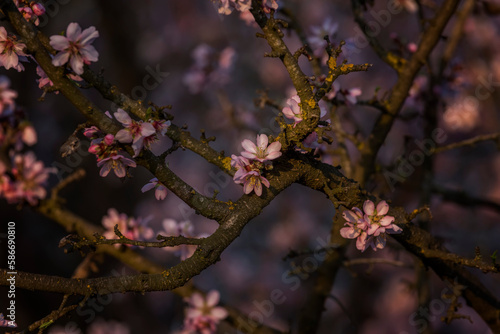 Branches of blossoming cherry macro with soft focus on gentle light blue sky background in sunlight with copy space.