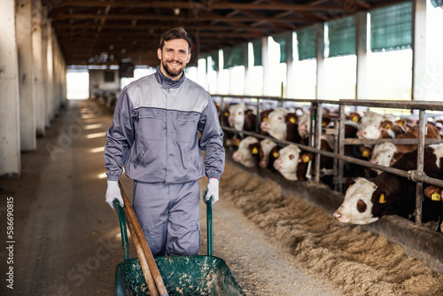A happy farmer is pushing wheelbarrow in barn and smiling at the camera while cows looking at him.