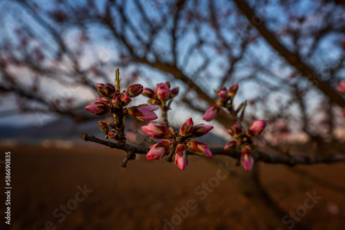 Branches of blossoming cherry macro with soft focus on gentle light blue sky background in sunlight with copy space.