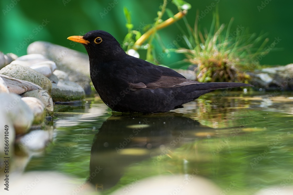 Male blackbird (Turdus merula) stands in the water of a bird watering hole. Czechia. Male blackbird (Turdus merula) stands in the water of a bird watering hole. Czechia.