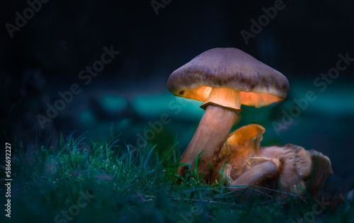 Magical Mushrooms - Clean