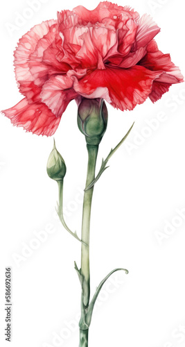 carnation flower watercolor photo