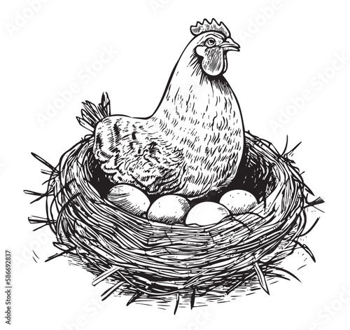 Hen laying eggs in the nest hand drawn sketch illustration