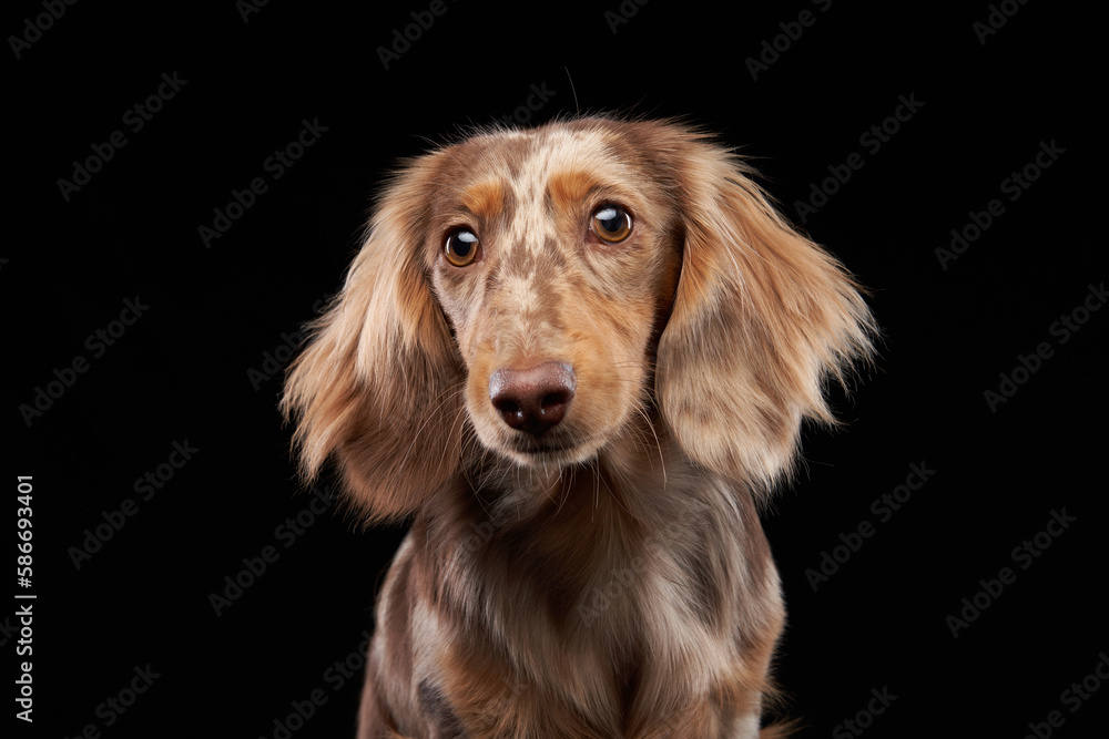 longhaired dachshund on a black background. Funny pet in the studio