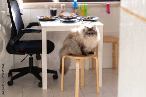 Fluffy cat with blue eyes sitting on a stool in the kitchen