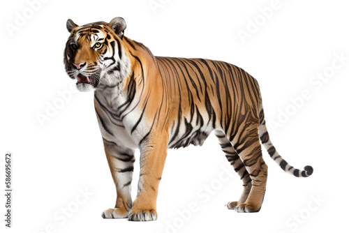 an isolated Bengal tiger walking side view  majestic  stalking prey  fierce jungle-themed photorealistic illustration on a transparent background in PNG. horizontal. Generative AI