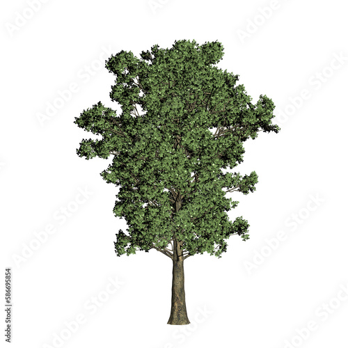 3d Maple tree rendering, for digital composition, illustration, architecture visualization, Isolated white background with clipping path