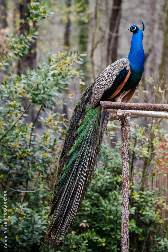 Fototapeta premium Peacock in the park