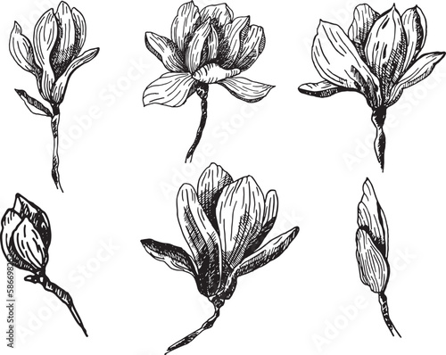A set of illustrations of magnolia vector. Magnolia isolated on a white background. Ink drawing of magnolia flowers, hand-drawn in ink. Vector graphics of flowers.