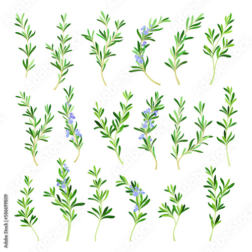 Rosemary Twig as Perennial Herb with Fragrant  Evergreen  Needle-like Leaves and Blue Flowers Big Vector Set