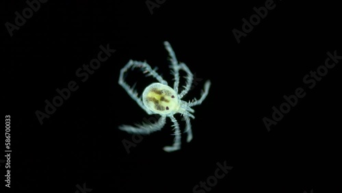 Water mite Hydrachnidia under a microscope, superfamily Hygrobatoidea, possibly family Pionidae. Found in a freshwater pond photo