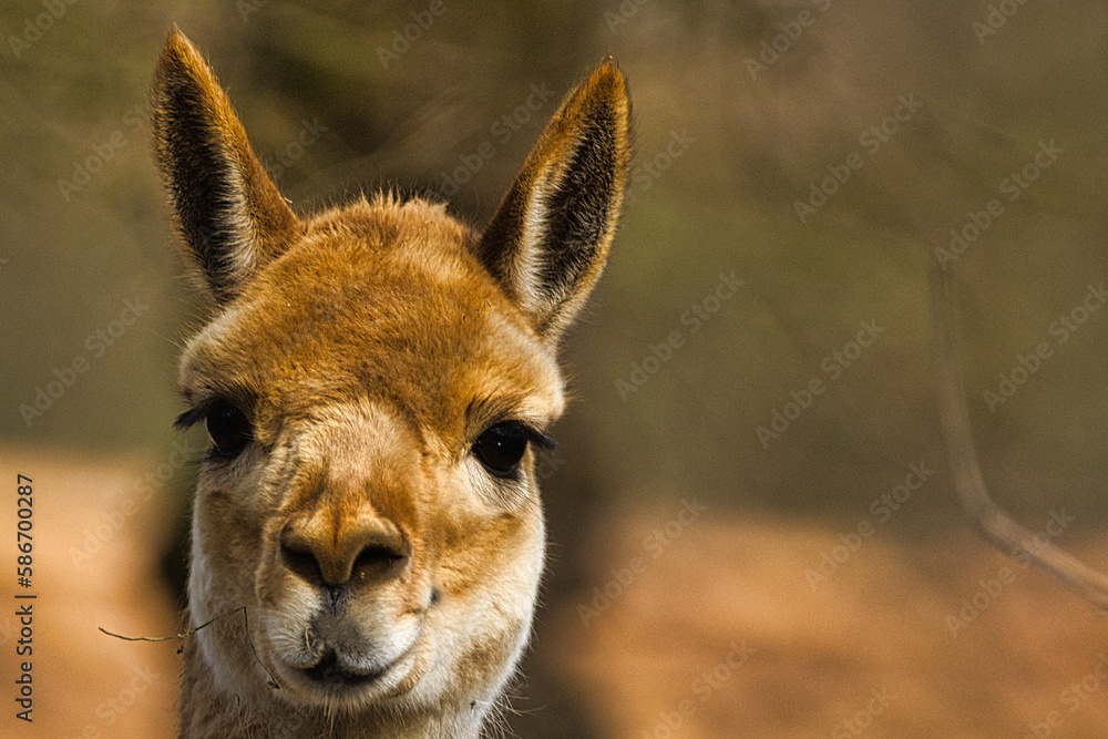 close up portrait of a lama