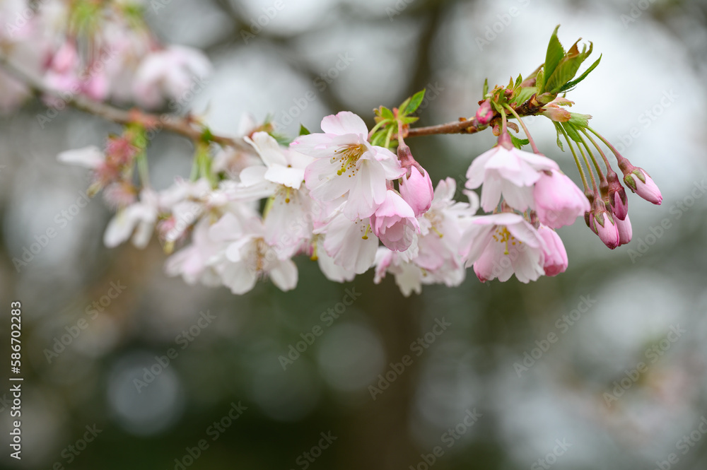 Fototapeta premium Kirschblüte