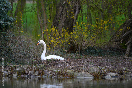 Schwan