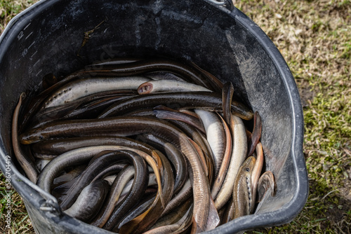 River lamprey in black plastic bucket photo