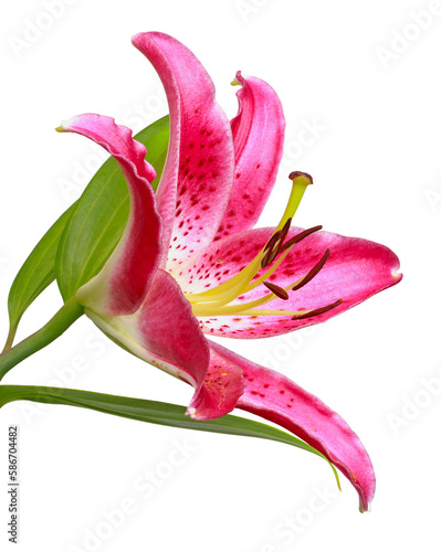 Fotografie Fleur de lys rose