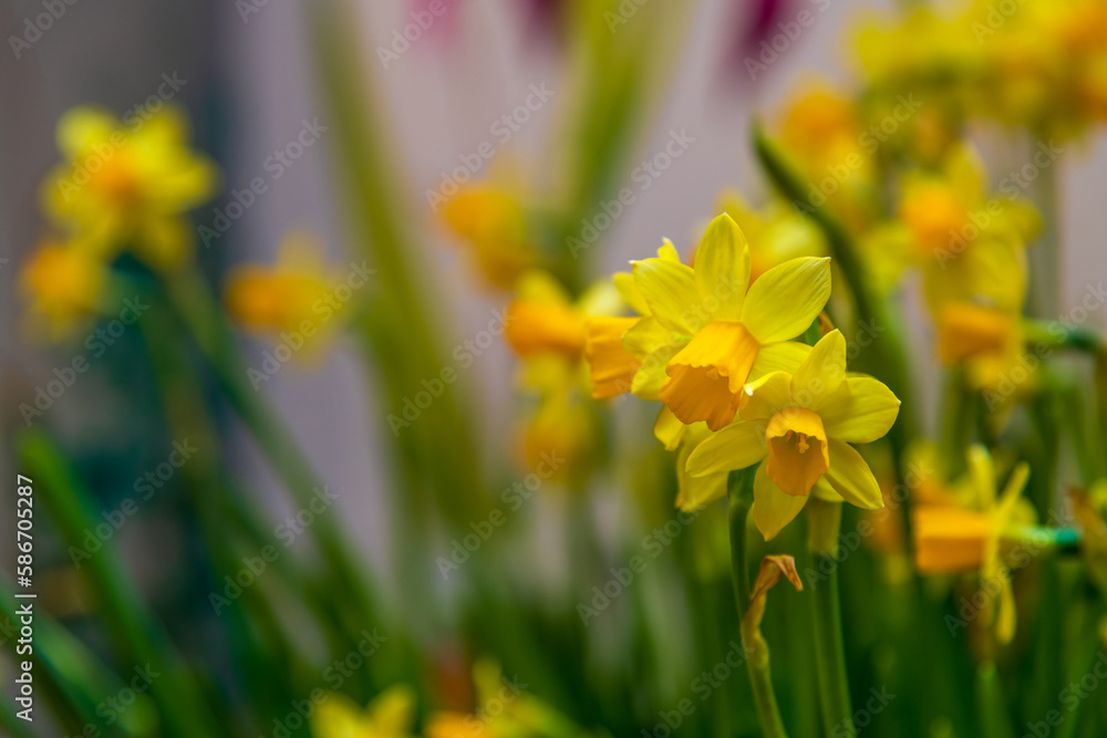 Close-up view of yellow narcissus flowers on showcase of florist shop. Soft focus. Copy space for your text. Flower business theme.