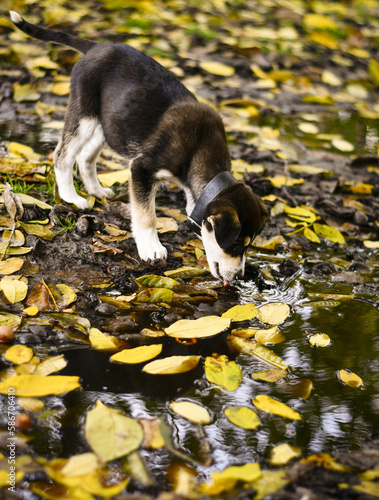 jack russell terrier playing in the autumn park