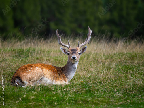 Wallpaper Mural spotted deer(dama dama) lies on the edge of the forest Torontodigital.ca