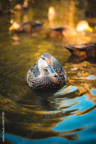 duck on the water