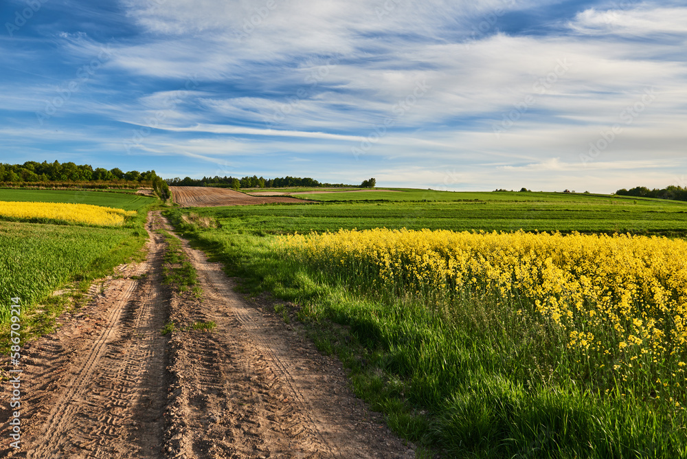 A dirt road among the colors of spring fields