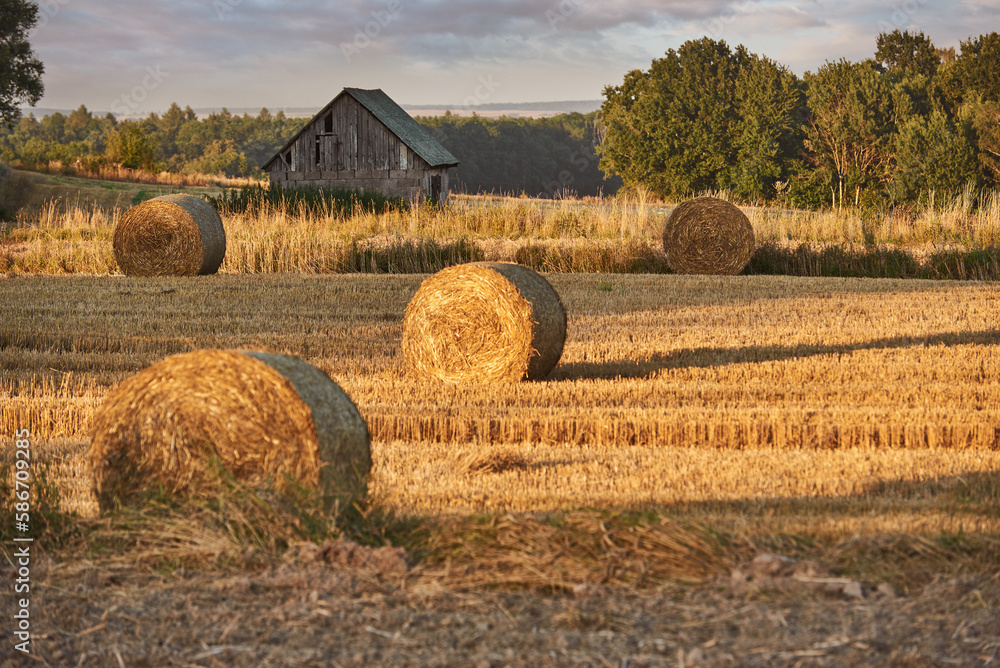 Fototapeta premium Bales of crowbars on the crop against the background of the cottage and the forest