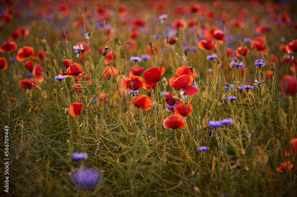 Naklejka premium Colorful field of poppies and cornflowers in warm light