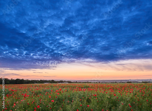 Field of poppies after sunset under bark clouds