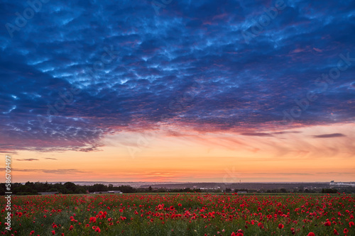 Field of poppies after sunset under bark clouds