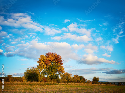 Autumn trees against the blue sky