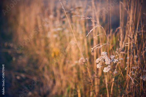 Yarrow flower between dry grasses in the meadow