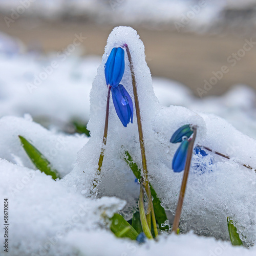 First spring scilla flowers under snow in early spring photo