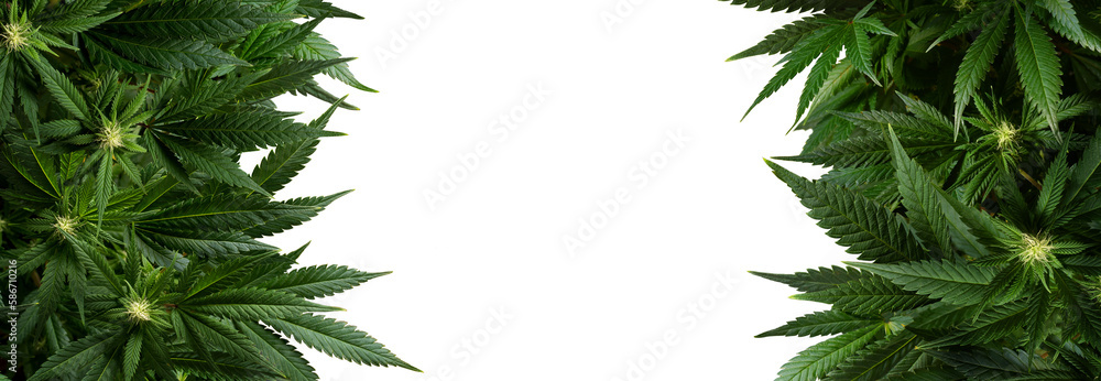 Banner background marijuana plants isolated on transparent - obrazy, fototapety, plakaty 